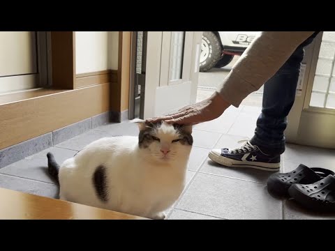 お父さんを見送るはずがジムニーにビビって逃げ腰になる猫(YouTube)