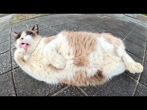 タヌキみたいなシャム猫が人間にモフられてヘソ天ポーズになる(YouTube)