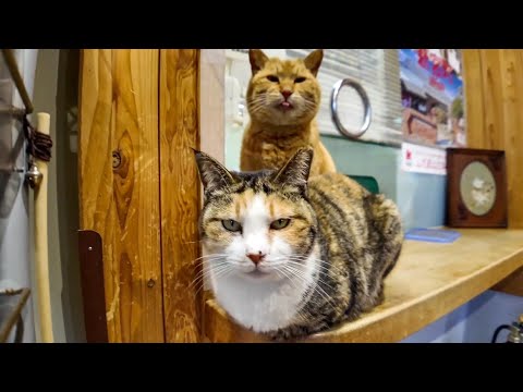 【今週の感動猫動画】今週撮った短い未公開動画まとめて公開-unreleased video of this week-2024/3/2w(YouTube)