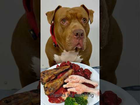 今日もモリモリ食べるピットブルがかわいすぎる(YouTube)