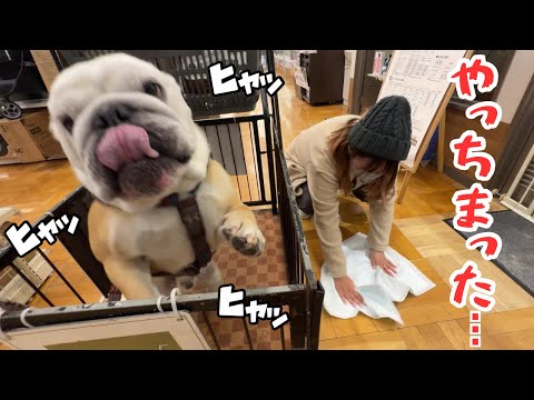 【悲報】嬉しさでおし〇こをまき散らした愛犬、サロンを出禁になりかける(-_-;)(YouTube)