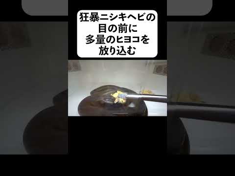 狂暴ニシキヘビの目の前に多量のヒヨコを放り込む(YouTube)