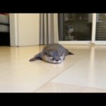 もはや飼い主が一緒じゃないと寝ることすらできなくなってきたカワウソ 笑  otter is no longer able to even sleep without its owner with it(YouTube)