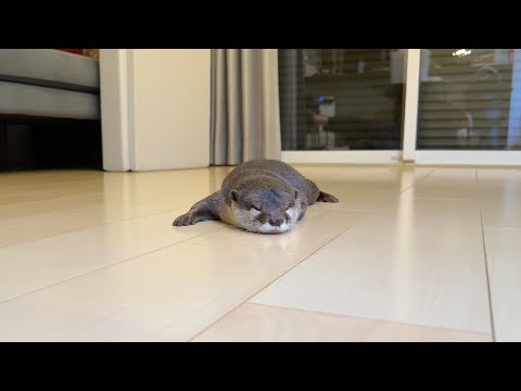もはや飼い主が一緒じゃないと寝ることすらできなくなってきたカワウソ 笑  otter is no longer able to even sleep without its owner with it(YouTube)