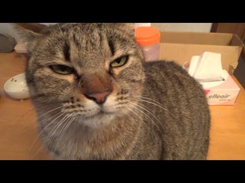ツンデレ姐さんとうとう優男猫に落ちる(YouTube)