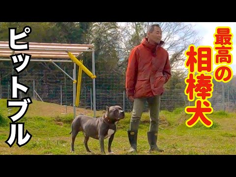 【ピットブル】相棒犬に超オススメはこの犬です！(YouTube)