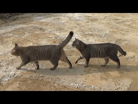 挨拶しようとしたのに無視される末っ子猫(YouTube)