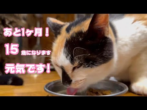 あと1ヶ月で15歳になるね とっても元気です  2024 03 15 1(YouTube)