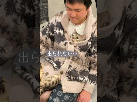 何もしていないのに可哀想な声で鳴く猫  #ルトロゼ #ベンガル #猫(YouTube)