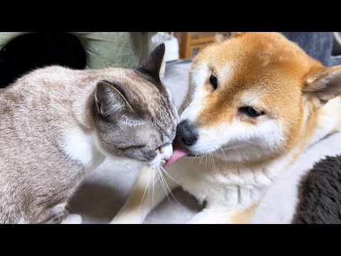 ずっと子猫な我が家の姫猫の一日が可愛すぎました(YouTube)