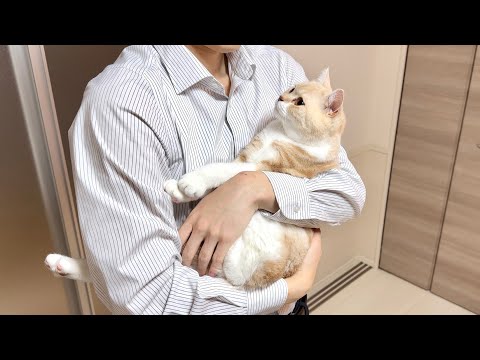 1ヶ月ぶりに大好きな飼い主と再会したら猫が大喜びでこうなっちゃいました笑(YouTube)