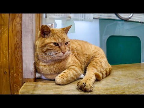 猫島のフェリー乗り場待合室が楽し過ぎる(YouTube)