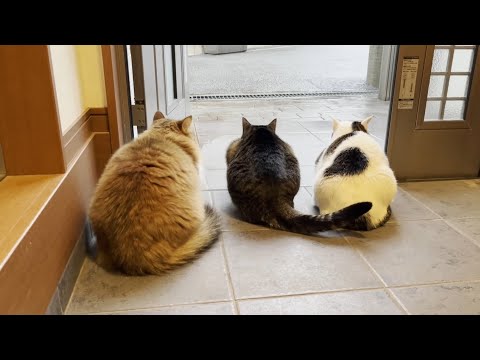 みんなで息子のお見送りができました(YouTube)
