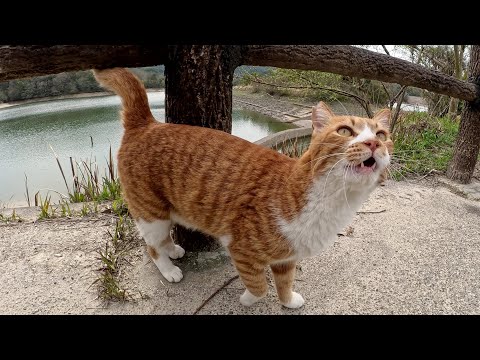 久しぶりに再会した茶シロ猫ちゃんがコテンと寝転んでお腹を見せてきた(YouTube)