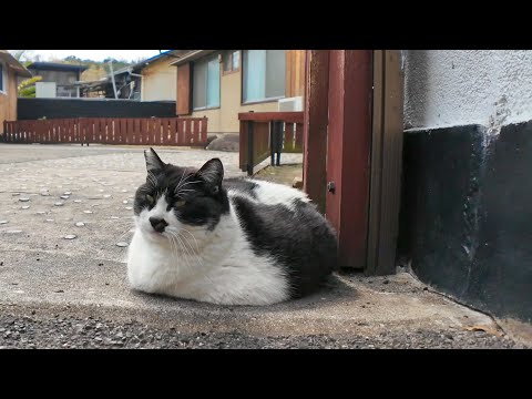 座布団みたいな猫をナデナデしてきた(YouTube)