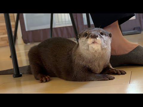ツンツンとこちょこちょしてたらむしろ甘えてきたカワウソ The otter was rather sweet to me when I was poking and prodding her(YouTube)