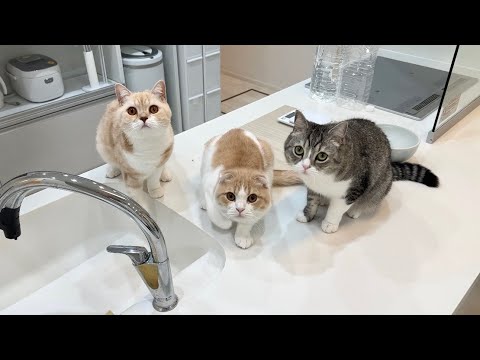 キッチンでのイタズラが見つかったときの猫たちの反応がかわいすぎましたwww(YouTube)