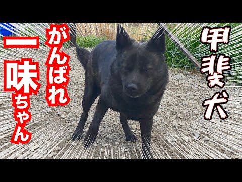 【甲斐犬】一味ちゃんお見合いしました！(YouTube)