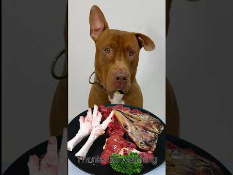 片耳を立てながらごはんをモリモリ食べるピットブルがかわいすぎる #咀嚼音(YouTube)