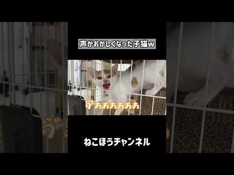 声がダミ声すぎる子猫w #shorts(YouTube)