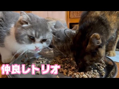 朝ご飯仲良しトリオも復活  2024 03 11 1(YouTube)