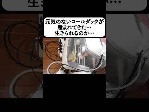 元気のないコールダックが産まれてきた 生きられるのか(YouTube)