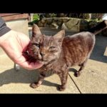猫島の入り口で眠そうな猫ちゃん達がお出迎えしてくれた(YouTube)