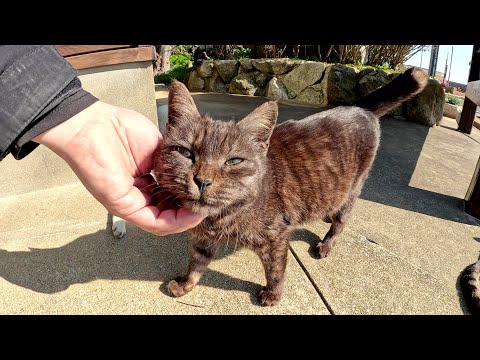 猫島の入り口で眠そうな猫ちゃん達がお出迎えしてくれた(YouTube)