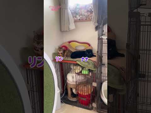 仲良しレディース走りません！（猫レース3/20） #shorts(YouTube)