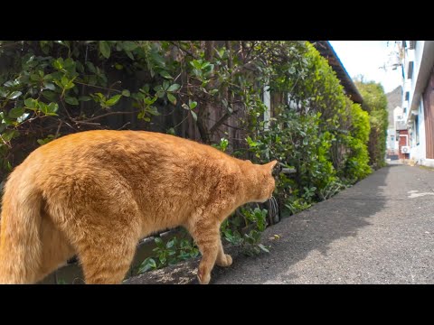 遠くから来るライバル猫に警戒する茶トラ猫、でも後ろからも別の猫に狙われていました(YouTube)
