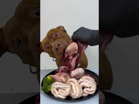 爆速で生肉を食べるピットブルがかわいすぎる #咀嚼音(YouTube)