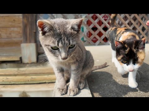 猫島で座ると猫が集まってきて癒やされる(YouTube)