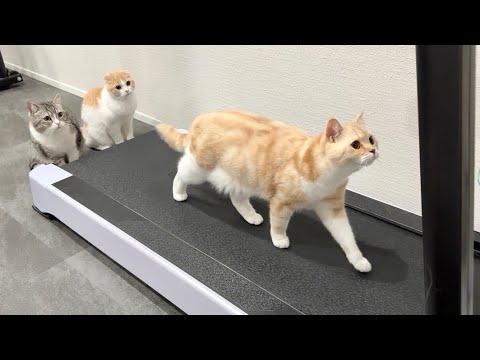 ランニングマシンを使いたくて後ろで順番待ちしてる猫たちがかわいすぎました笑(YouTube)