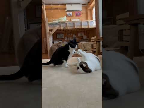 どうした？何か揉め事か？(YouTube)