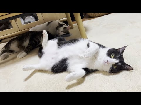 お父さんを手のひらで転がして遊んでいる猫(YouTube)