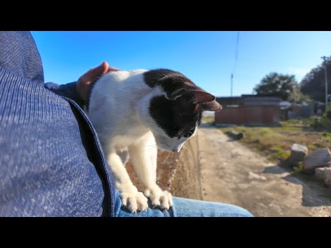 猫島の猫の散歩に付いていってきた(YouTube)