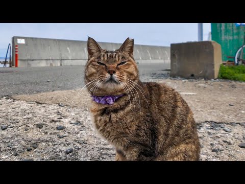 猫の集会にチョコボールみたいな鳥が紛れている(YouTube)