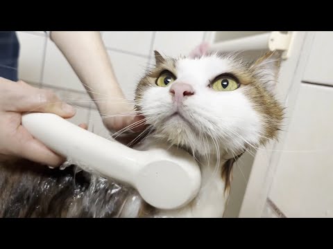 お風呂で泡泡にされると小柄なオッサンだとバレる猫(YouTube)