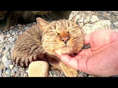 海の岩場でくつろぐ猫達にあごの下マッサージをする(YouTube)