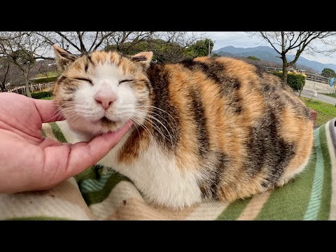 カラフルな猫達が公園のテーブルを占拠してくつろぐ(YouTube)