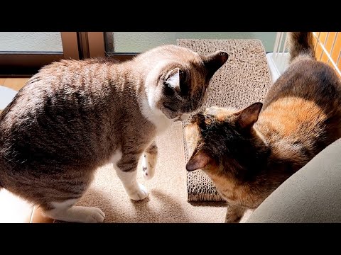 初のご対面を思い出させるお姫様猫のゼロ距離ペロペロ要求が…笑(YouTube)