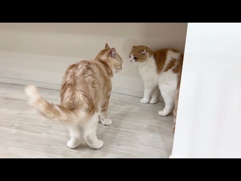 調子に乗りすぎて兄を本気で怒らせちゃった猫がこうなっちゃいました…(YouTube)