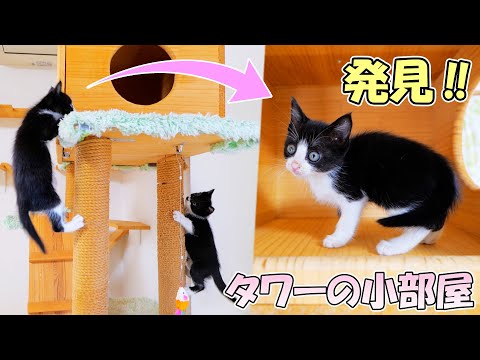 白鼻ちゃんが初めてキャットタワーの小部屋に辿り着きました🐈🐈【仲良し子猫姉妹の成長記録】(YouTube)
