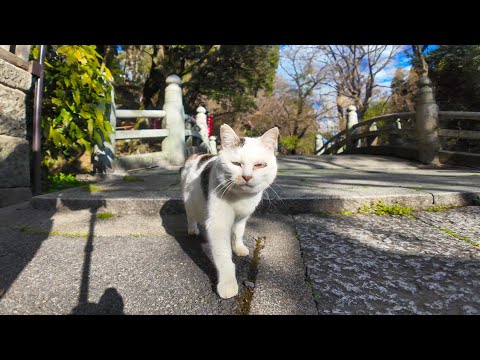 神社の橋の番人猫「この橋を渡りたかったら腰トントンするニャン」(YouTube)