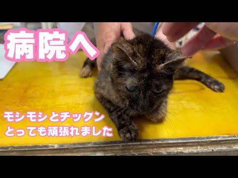 病院へ モシモシと大嫌いなチックン頑張りました  2024 03 29 2(YouTube)