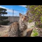 ベンチに寛ぐ猫たちを撫でる(YouTube)