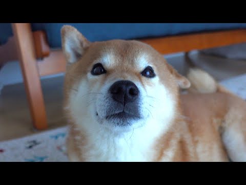 柴犬ハチ、朝一でお出かけを宣告するとこうなる。(YouTube)