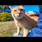 池の畔の石の上に座ると近くにいた猫が膝の上にに乗ってきた(YouTube)