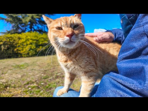 池の畔の石の上に座ると近くにいた猫が膝の上にに乗ってきた(YouTube)