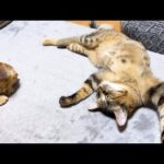 個性豊かな先輩猫のマネをする末っ子猫が可愛いすぎます(YouTube)
